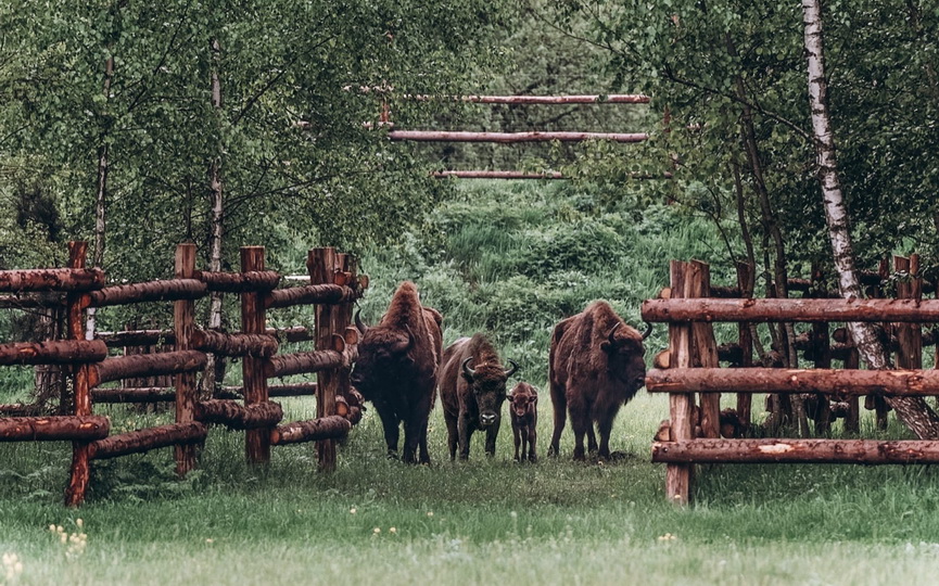 Диприз парк карта