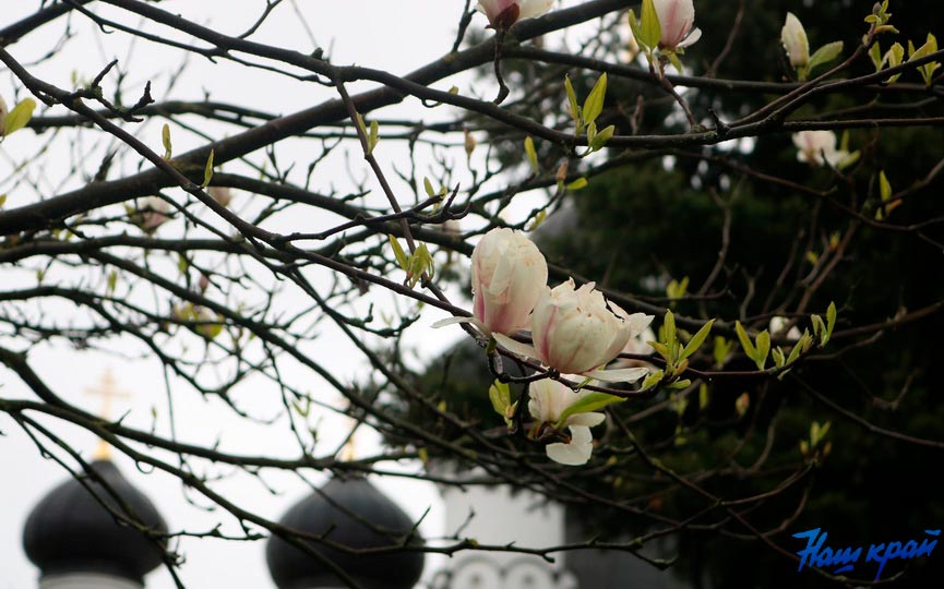 magnoliya-18-05_4.jpg