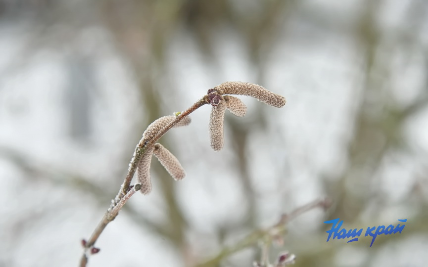 pogoda-yanvar-zima_5351 (18).JPG