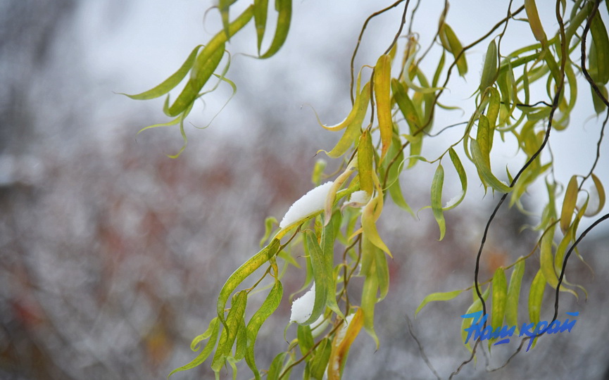 pogoda-noyabr-24 (5).JPG