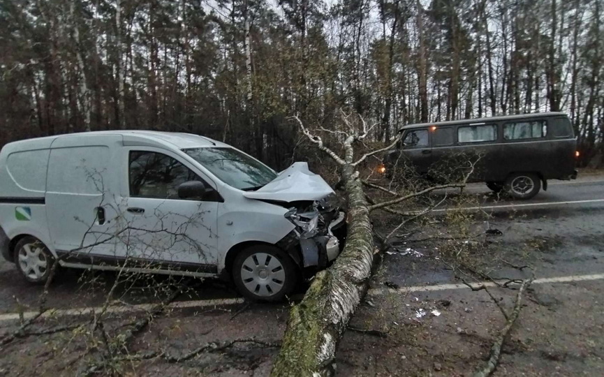Упавшее на дорогу дерево стало причиной ДТП. Случай в Брестской области