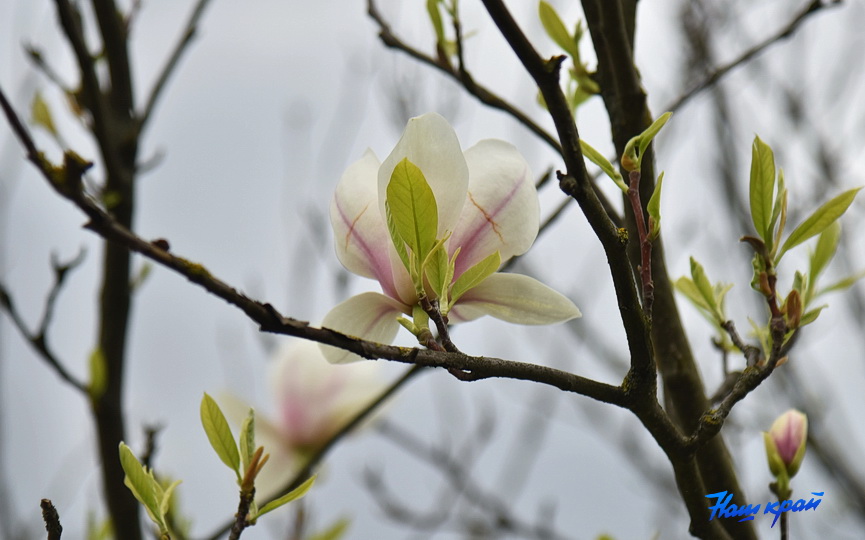 magnoliya-22_3.JPG
