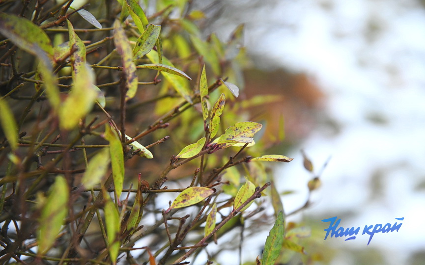 osen2-2026-noyabr (7).JPG