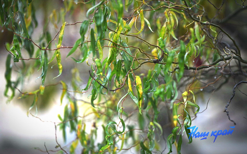 osen2-2026-noyabr (20).JPG