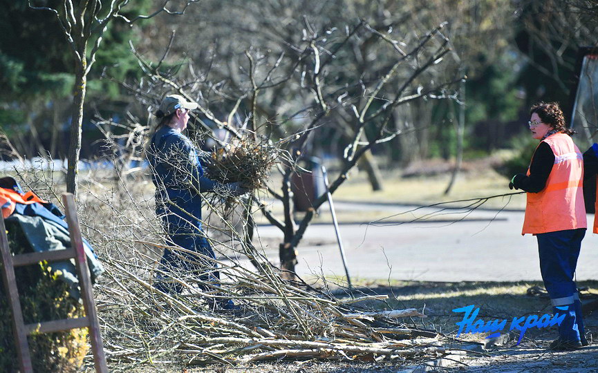 obrezka-derevya (6).JPG