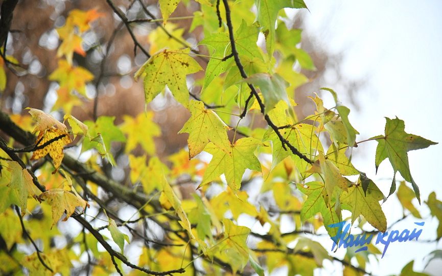 pogoda-dekabr-16-12 (7).JPG