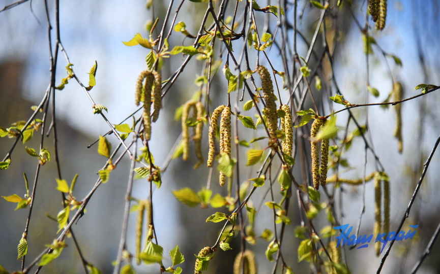 pogoda-aprel- (12).JPG