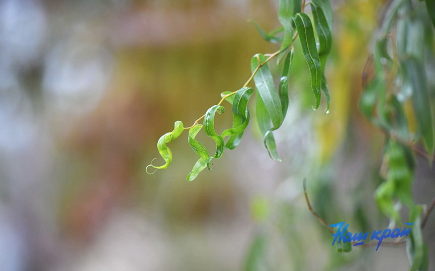 osen2-2026-noyabr (21).JPG