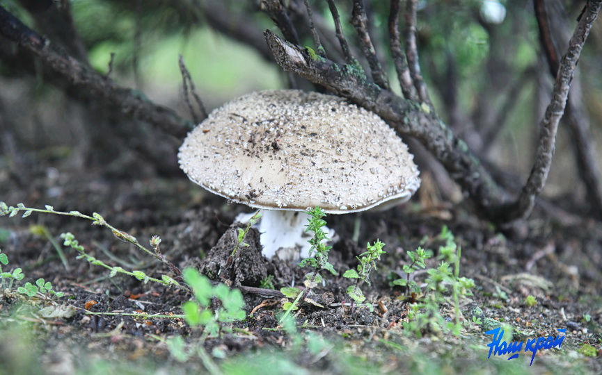 pogoda-dozhd (26).JPG