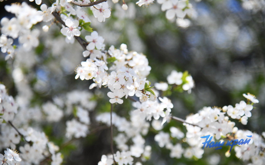 pogoda-aprel- (4).JPG