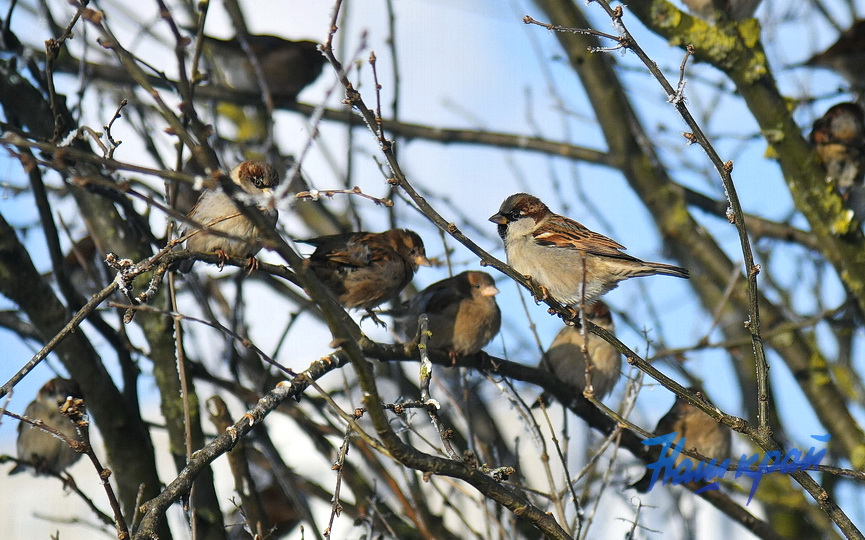 pogoda-yanvar-zima14 (5).JPG