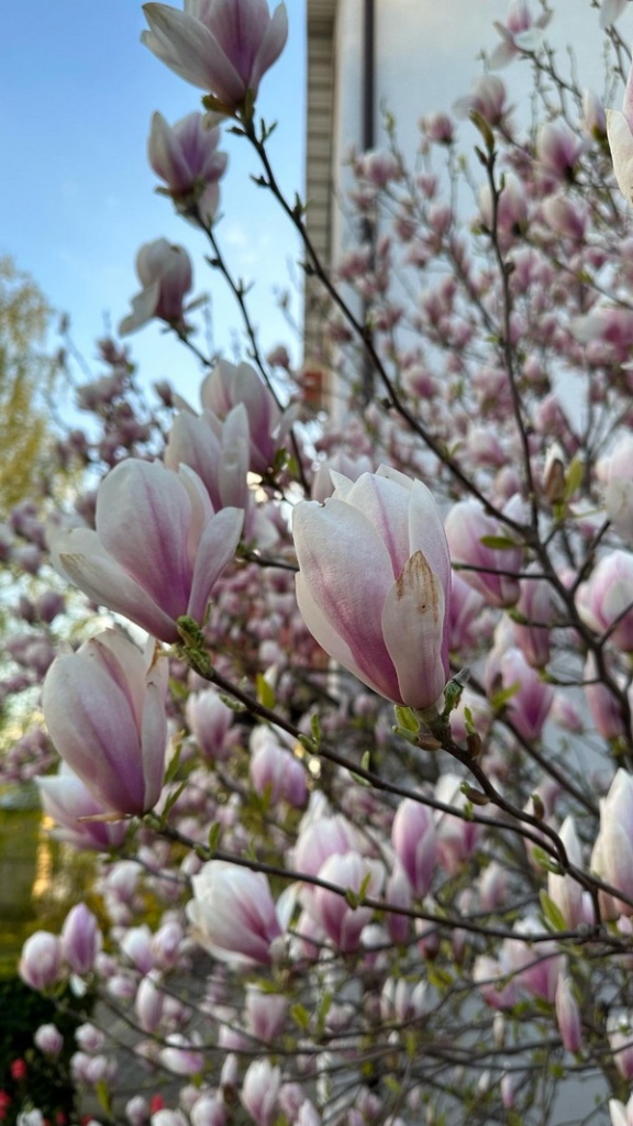 magnoliya-cvetet_2.jpg