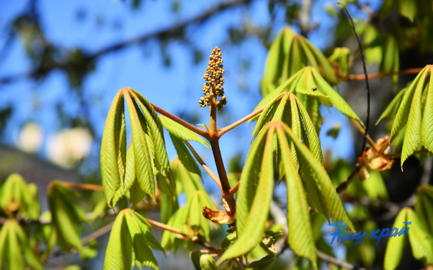 pogoda-aprel- (14).JPG