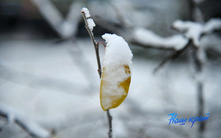 pogoda-noyabr-24 (1).JPG