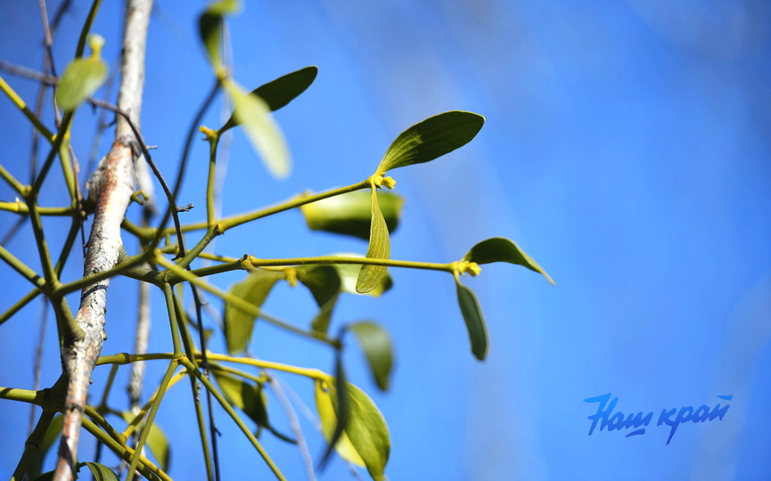 pogoda-vesna-mart (11).JPG