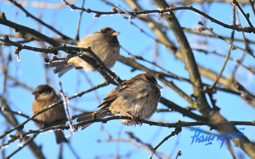 pogoda-yanvar-zima14 (8).JPG