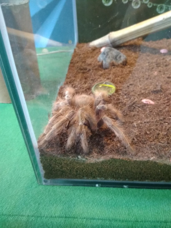 Выставка пауков кемерово