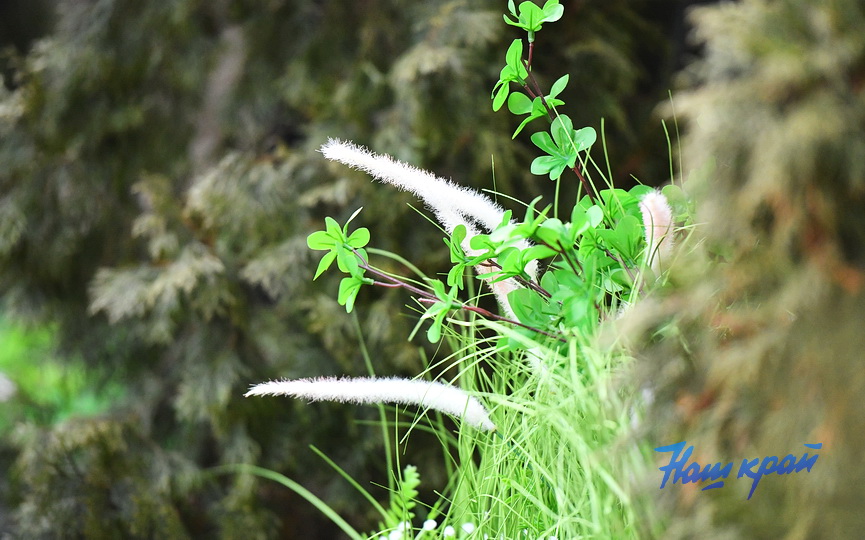 pogoda-mart- (15).JPG