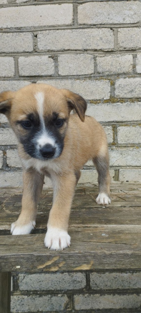 mal dev.jpg mal dev.jpg