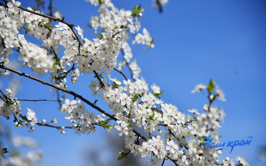 pogoda-aprel- (9).JPG