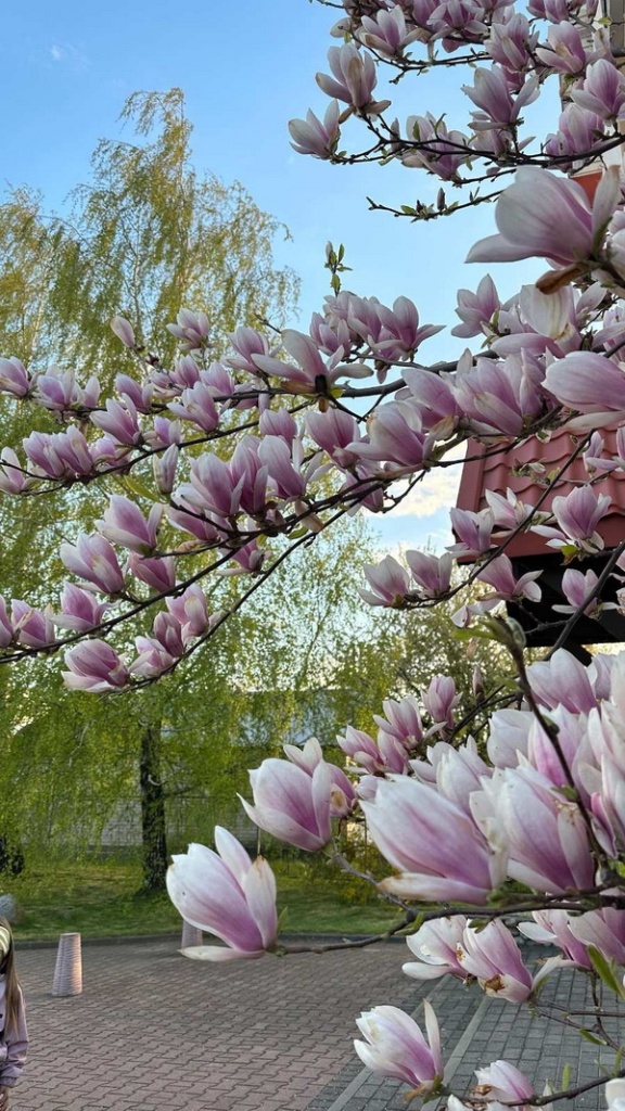 magnoliya-cvetet_3.jpg