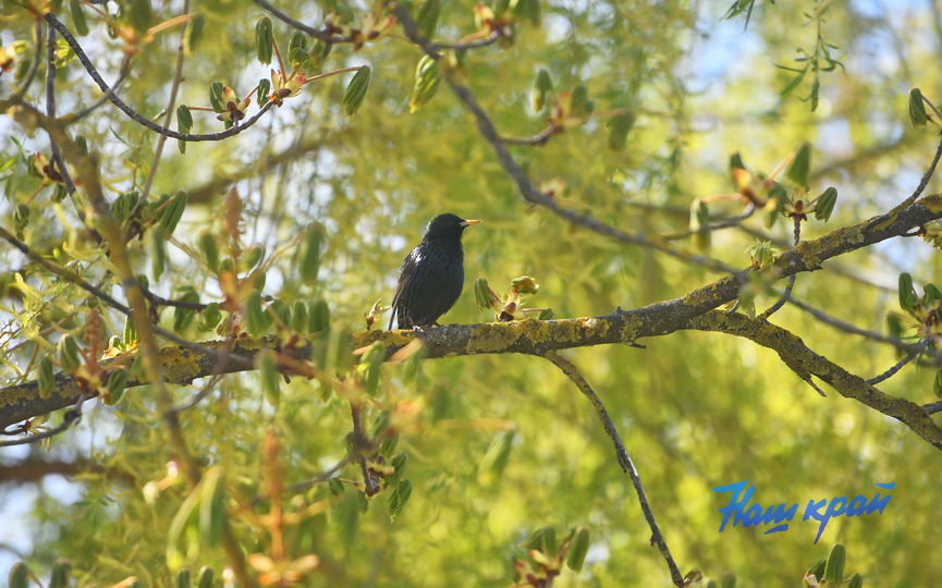 pogoda-aprel- (25).JPG