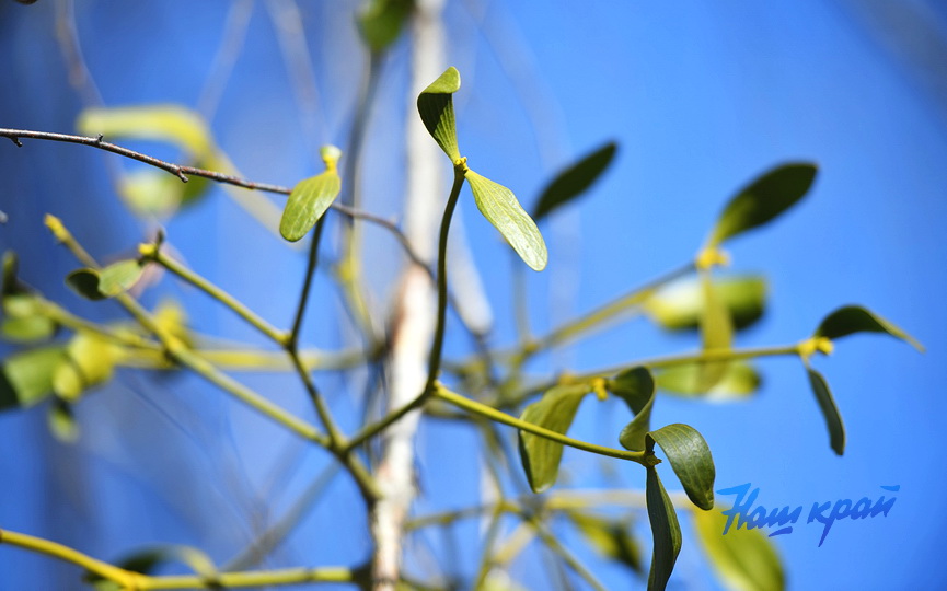 pogoda-vesna-mart (9).JPG