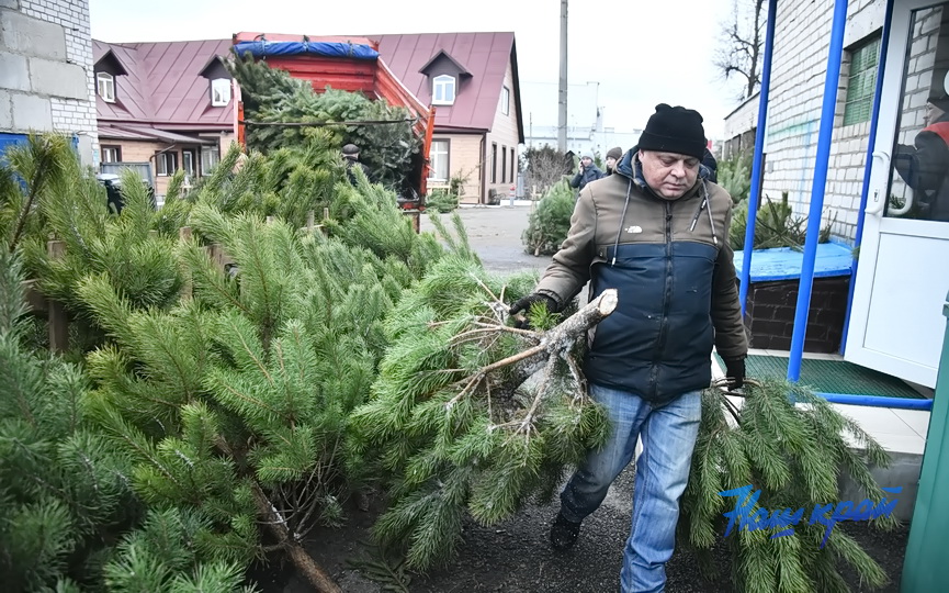 elka-elochnye (8).JPG