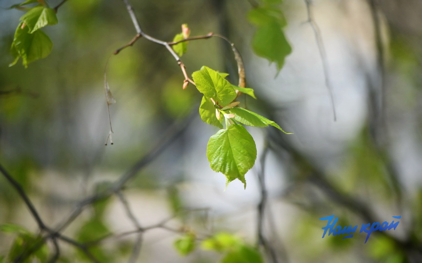 pogoda-aprel- (23).JPG