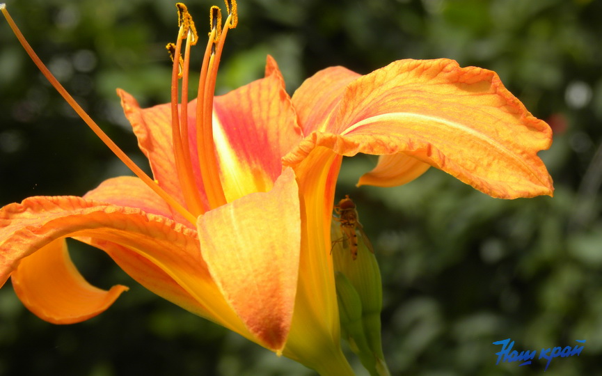 priroda-leto-lilii_3.jpg