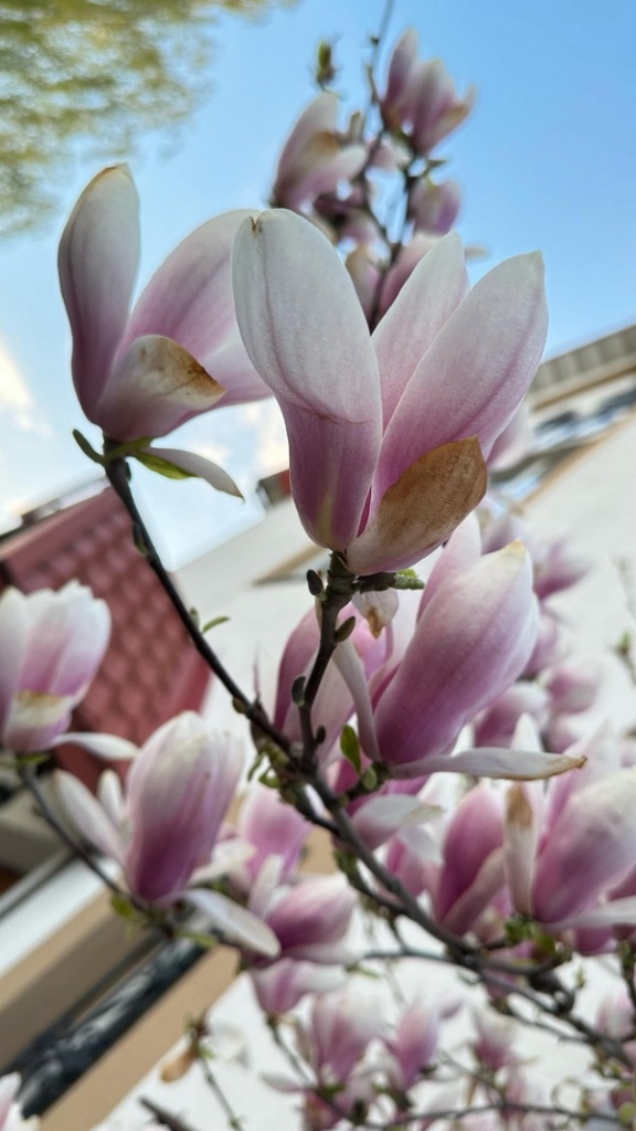 magnoliya-cvetet_1.jpg