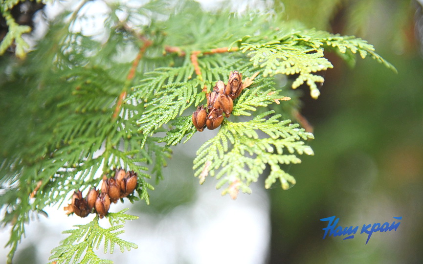 osen2-2026-noyabr (9).JPG