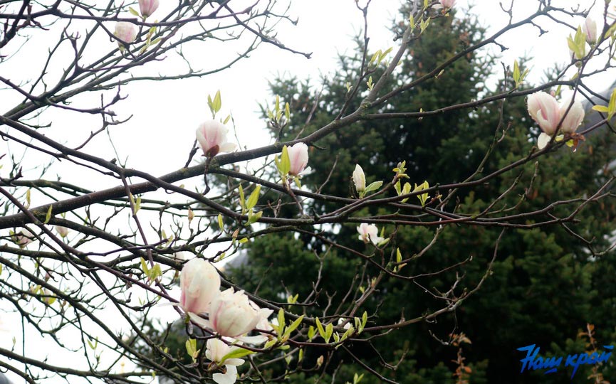 magnoliya-18-05_3.jpg