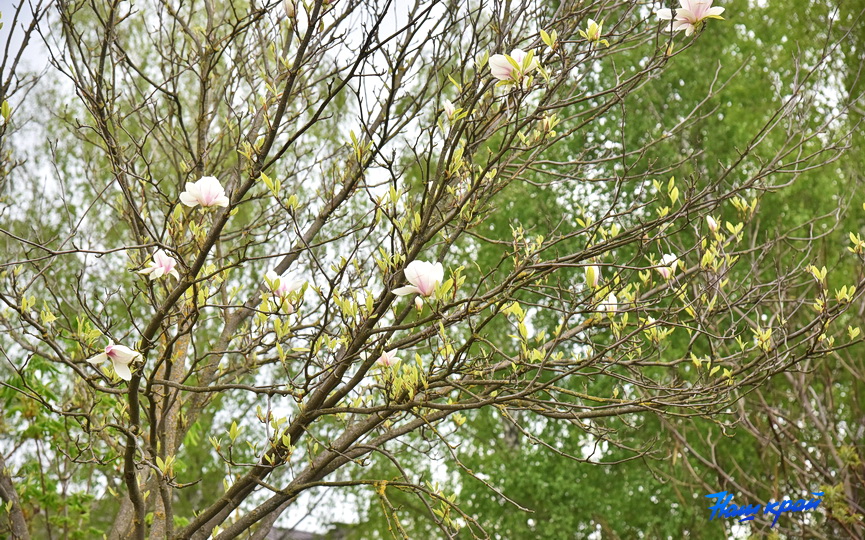 magnoliya-22_2.JPG