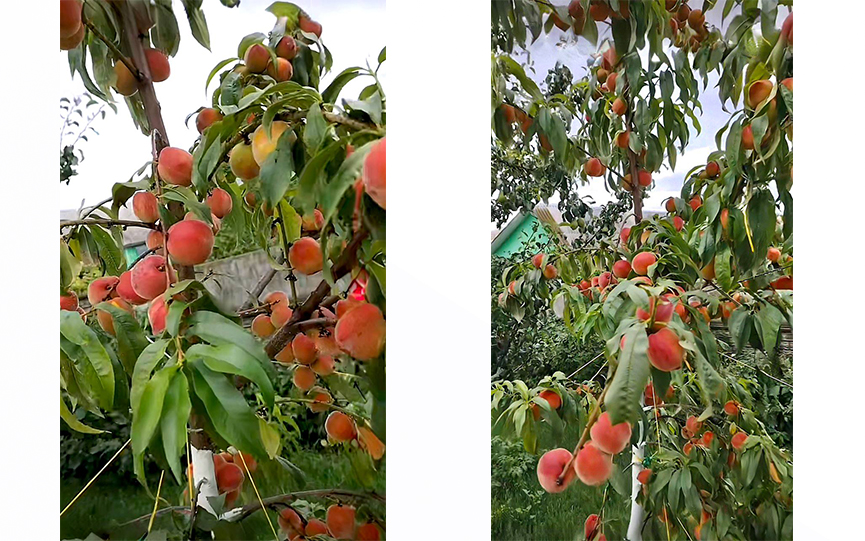 persik-.jpg