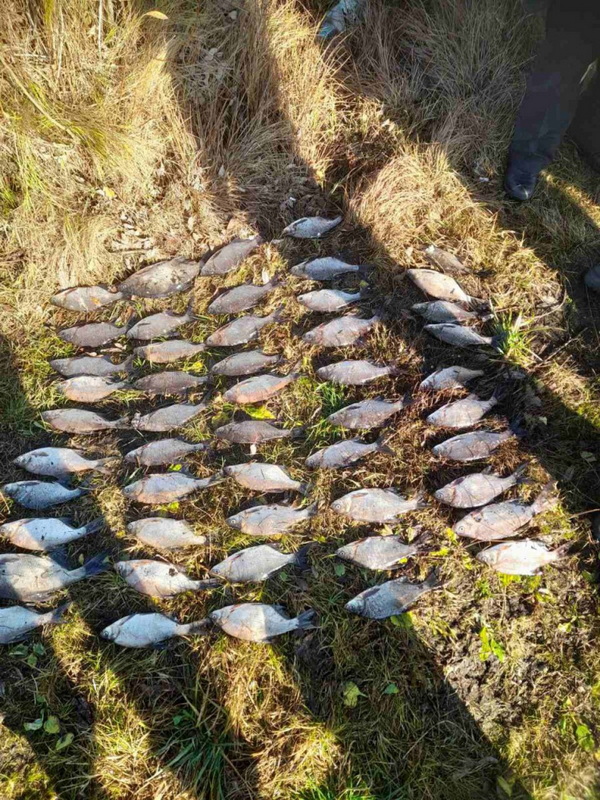 inspektsiya2.jpeg inspektsiya2.jpeg