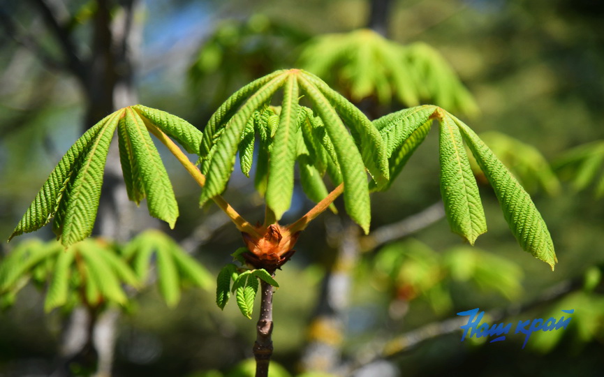 pogoda_1351 (39).JPG