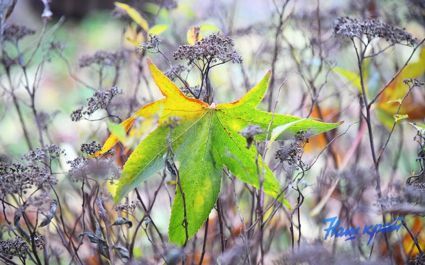 pogoda-1-dekabrya- (11).JPG