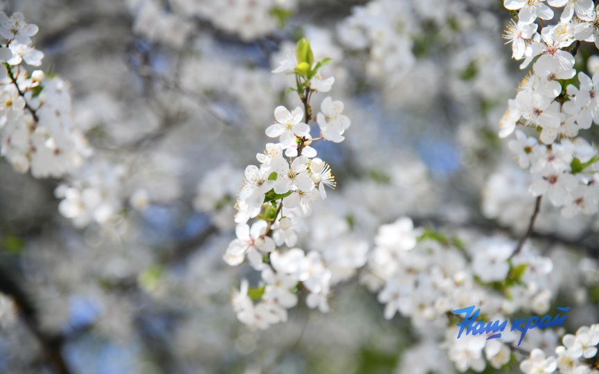 pogoda-aprel- (5).JPG