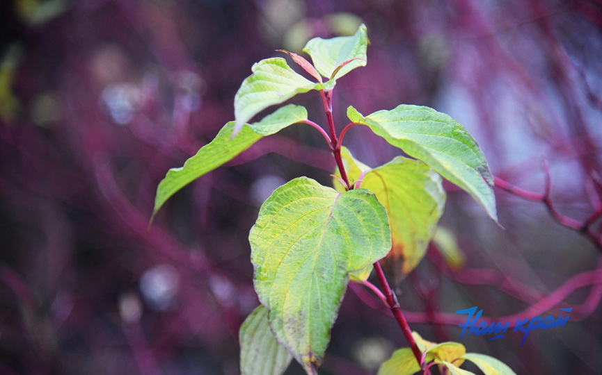 pogoda-1-dekabrya- (15).JPG