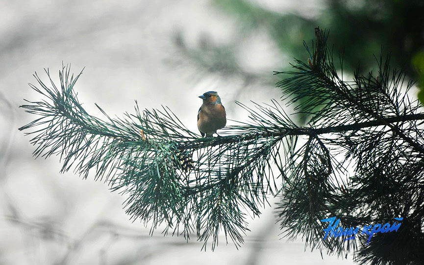 pogoda-aprel- (21).JPG