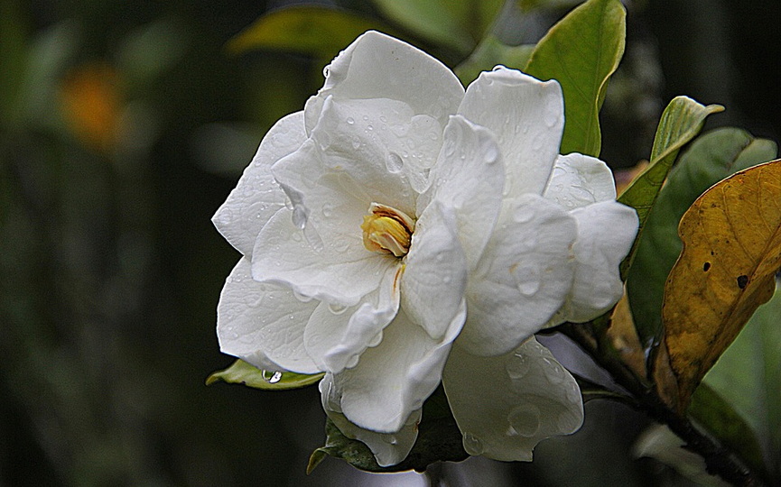 1-gardenia-178719_960_720.jpg