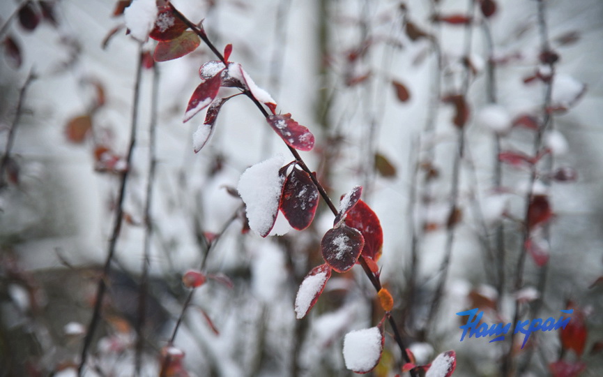 pogoda-noyabr-24 (8).JPG