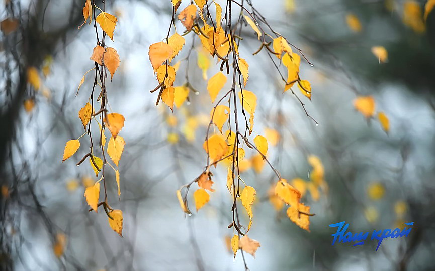 osen2-2026-noyabr (19).JPG