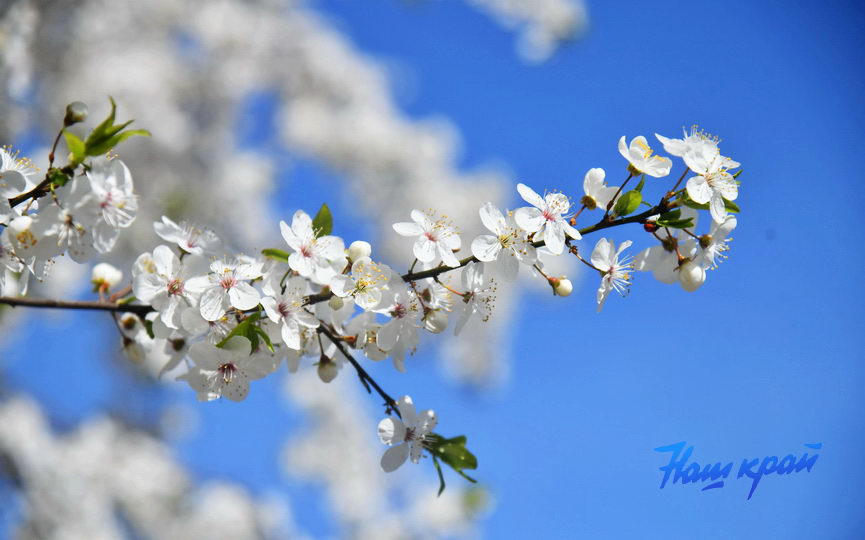 pogoda-aprel- (7).JPG