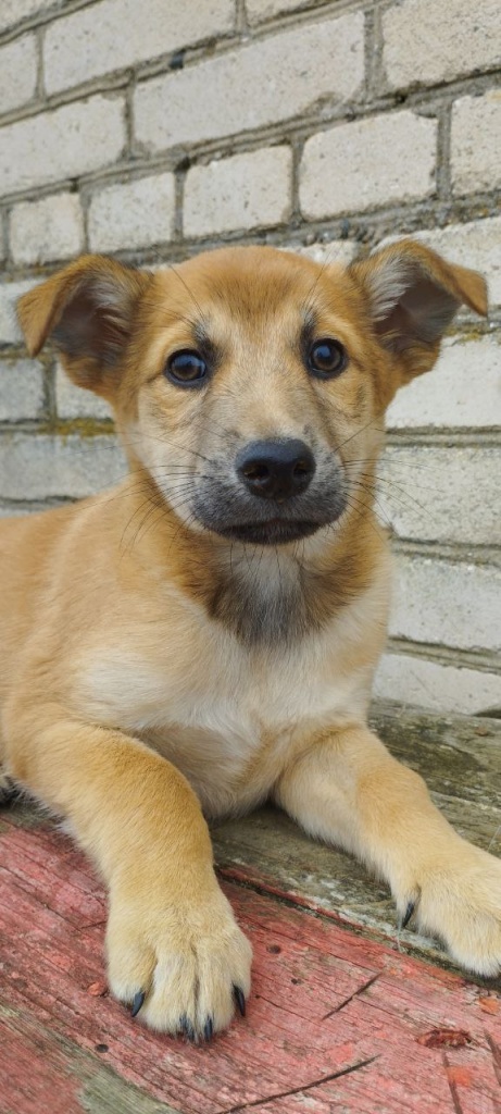 pashka.jpg pashka.jpg