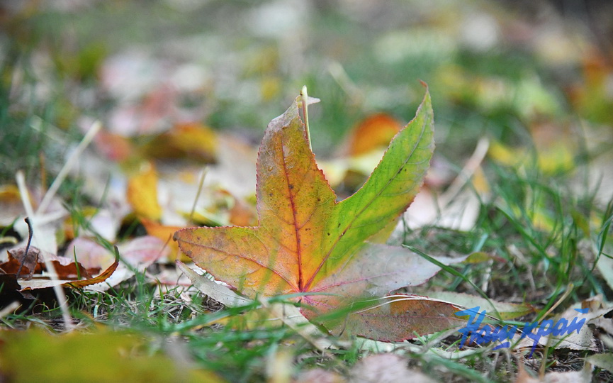 pogoda-dekabr-16-12 (4).JPG