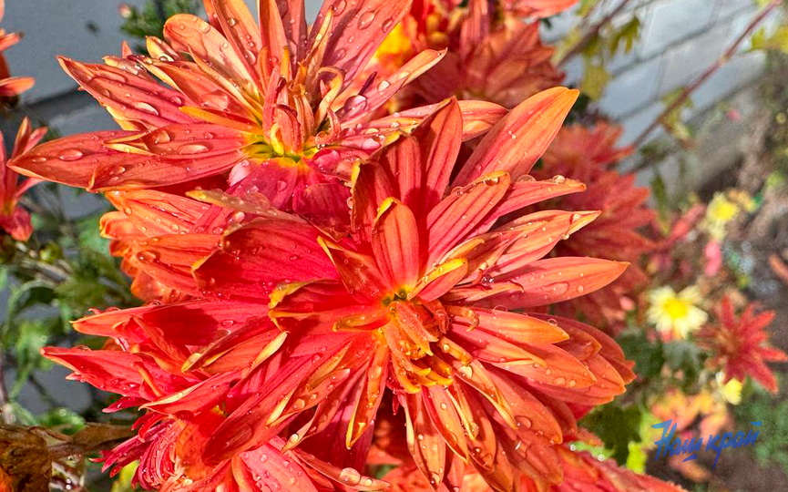 photo_2025-10-13_15-53-43.jpg photo_2025-10-13_15-53-43.jpg