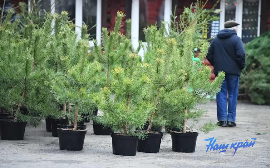 elka-elochnye (1).JPG