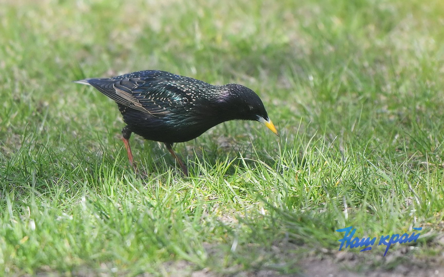 pogoda-aprel- (26).JPG